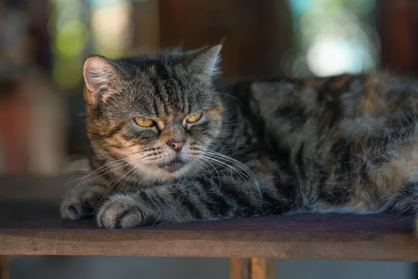 可爱的灰猫躺在木制桌子上 好奇而感兴趣地看着人们 根据复制空间的习惯对面部表情提出质疑 家养的宠物是最受欢迎的动物 — 图库照片