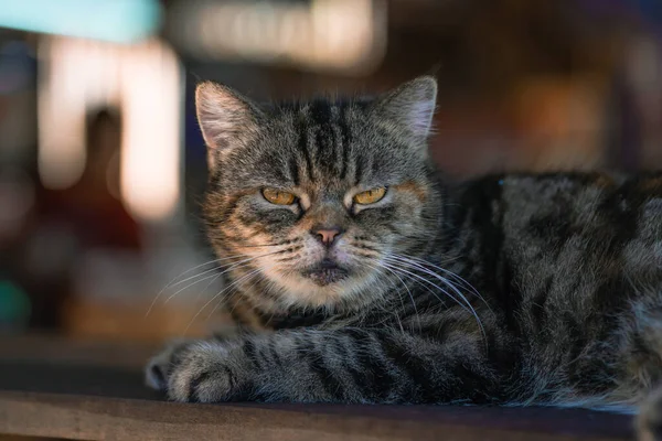 Cute Gray Cat Lay Wooden Table Looks People Curiosity Interest Stok Gambar Bebas Royalti