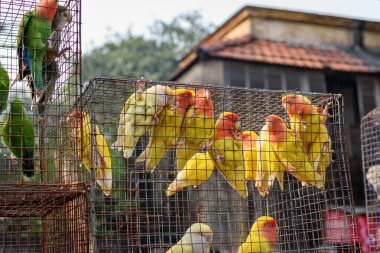 Kafesteki çeşitli renkli kuşların resmi. Galiff Caddesi, Kolkata 'daki yerel panayırda kafeslenmiş kuş satışı.