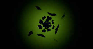 Bu kusursuz döngü büyüleyici bir görsel deneyim yaratan kıvrımlı renkli desenli hareketli bir tünel içeriyor. Ekran koruyucu ya da arkaplan olarak ideal, izleyicileri büyülüyor.