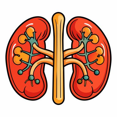 Görüntü, beyaz bir arkaplan karşısında iki böbreğin karikatürü, somutlaştırıcı simetri ve çarpıcı bir grafik tarzı içeriyor.