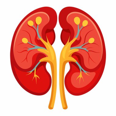 Beyaz arka planda bir böbreğin karikatür çizimi, sıkça sağlık ve tıbbi kavramlarla ilişkili bir sembol tasvir ediliyor.