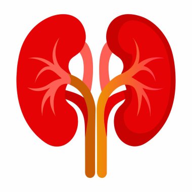 Bir çift böbreği basit ve net bir şekilde beyaz bir arkaplanda tasvir eden bir karikatür çizimi