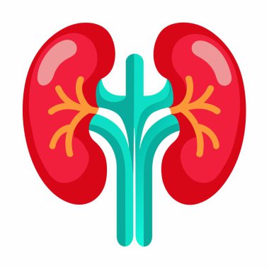 Beyaz arka planda izole edilmiş bir çift böbreğin karikatür çizimi, sanatsal bir dokunuşla simetrik bir tasarım içeriyor.