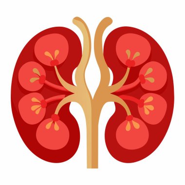 Beyaz arka planda bir böbreğin karikatür çizimi, Petal, Font, Art ve Simetri gibi elementlerle stilize edilmiş bir tasarım içeriyor.