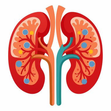 İnsan böbreğini tasvir eden bir karikatür, desenleri, simetrisi ve mor ve elektrik mavisi gibi canlı renkleri olan bir sanat eseri sergiliyor.