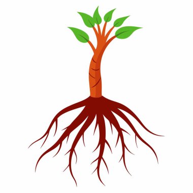 Resimde kökleri olan ama yaprakları olmayan, beyaz bir arkaplanda sunulan bir ağaç görülüyor