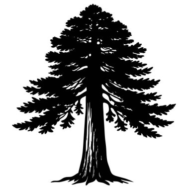Bir çam ağacının düz beyaz arka planına karşı basit bir siyah beyaz çizgisi.