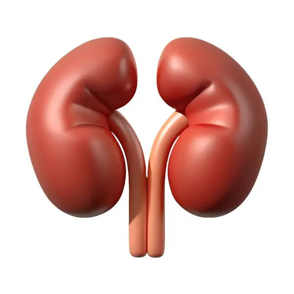 stock image A detailed 3D illustration showing two kidneys placed on a plain white background