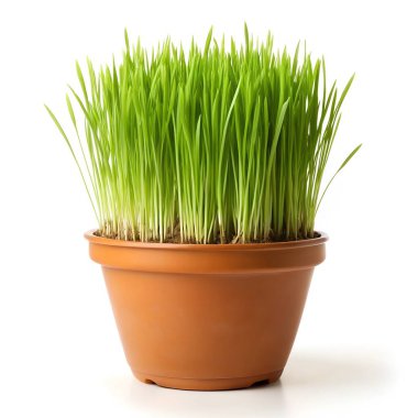 İçinde yeşil otların filizlendiği küçük bir saksı, kapalı alanınız için hoş bir dekoratif parça olarak hizmet veriyor.