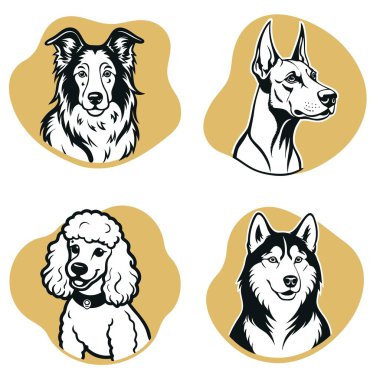 Farklı cins ve renklerde dört köpek. Biri kaniş, biri çoban köpeği, biri dachsund, biri de iri yarı.