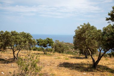 Deniz kıyısının güzel manzaralı zeytin ağaçlarının arasından