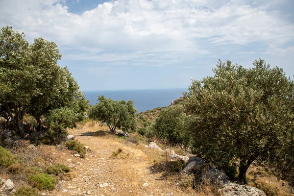 from among the olive trees beautiful view of the sea coast