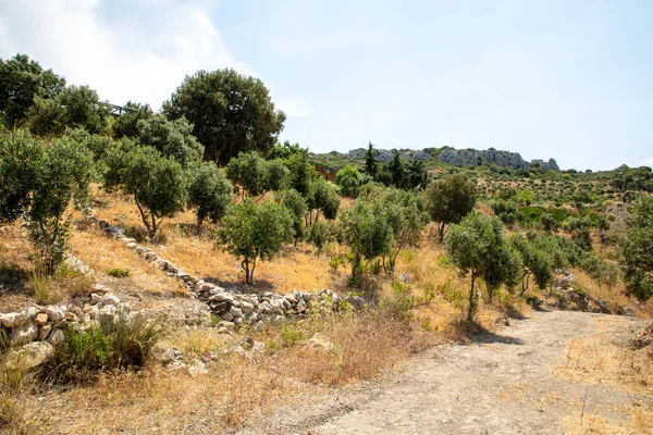 Zeytin ağaçlarının arasından geçen taşlarla kaplı bir yol, sarı otlarla kaplıdır. Mavi gökyüzü ve yaz havası