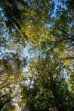 Ağaçları ve mavi gökyüzü olan güzel sonbahar manzarası. Ormanın içinden gökyüzüne bak.