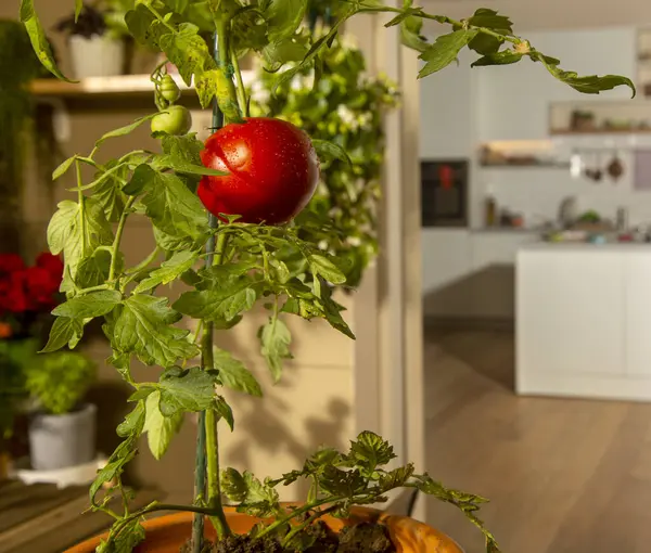Only Red Tomato Lives Balcony House Its Own Flowerpot — Stock Photo, Image