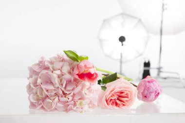 Pembe güller ve ortanca beyaz arka planda fotokopi alanı olan bir stüdyoda. Stüdyoda arka planda beyaz bir arka planda teknik ekipman var. Stüdyo fotoğrafçılık