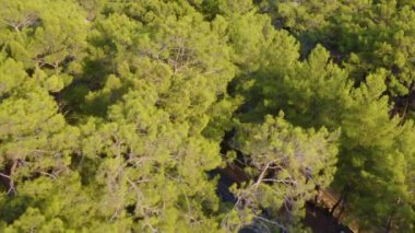 Çam ormanları arasında asfalt yol ve yolda giden beyaz araba. Drone arabayı takip ediyor. İHA 'yla üstten çekim. Muhteşem zigzag yolu. Kırsal alan. 