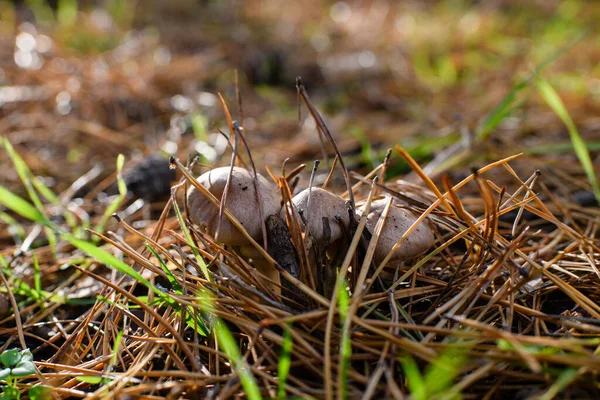 Giovani Funghi Sfondano Gli Aghi Pino Nella Foresta Primo Piano — Foto Stock