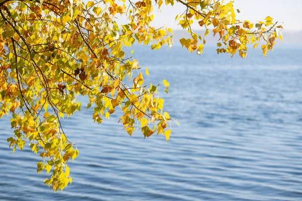 Yellow leaves on the background of a river or lake. Blue water surface, bright yellow leaves on a sunny autumn day.