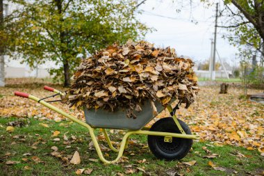 Garden wheelbarrow with fallen leaves in the park