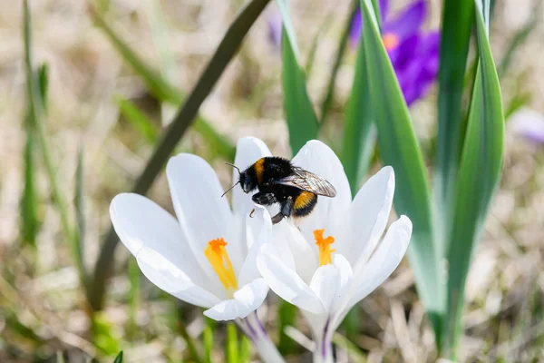 stock image A bumblebee collects nectar from a blooming white crocus. Top view.