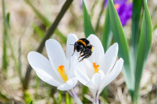 Stock image A bumblebee collects nectar from a blooming white crocus. Top view.