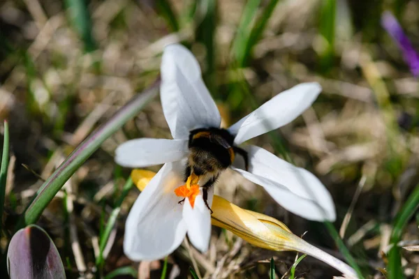 stock image A bumblebee collects nectar from a blooming white crocus. Top view.