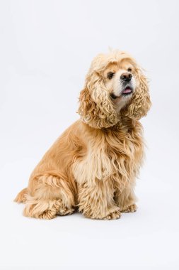 Şirin tüylü Amerikan Cocker Spaniel beyaz bir arka planın önünde oturuyor..