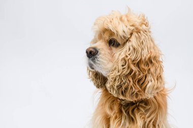Beyaz arka planda Amerikalı bir Cocker Spaniel 'in kafasının yakın plan fotoğrafı..