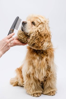 Groomer beyaz arka planda Amerikalı bir Cocker Spaniel 'in kulaklarını tarıyor. Taraklı bir kadın elinin yakın çekimi..