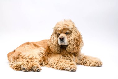 Beyaz arka planda yatan sevimli Amerikan Cocker Spaniel. Yan görünüm.