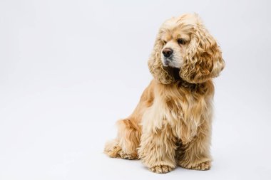 Şirin tüylü Amerikan Cocker Spaniel beyaz bir arka planın önünde oturuyor..