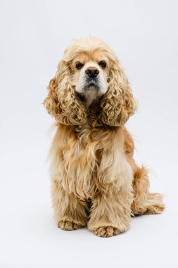 Şirin tüylü Amerikan Cocker Spaniel beyaz bir arka planın önünde oturuyor..
