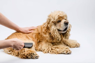 Groomer beyaz arka planda yalancı bir Amerikan Cocker Spaniel 'ini tımar ediyor. Dişi el, tarakla bir köpeğin arka patisini tarar..