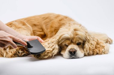 Groomer beyaz arka planda yalancı bir Amerikan Cocker Spaniel 'ini tımar ediyor. Kadın eli bir köpeğin kulaklarını tarar..