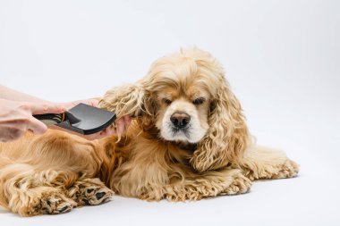 Groomer beyaz arka planda yalancı bir Amerikan Cocker Spaniel 'ini tımar ediyor. Kadın eli bir köpeğin kulaklarını tarar..