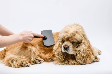 Groomer beyaz arka planda yalancı bir Amerikan Cocker Spaniel 'ini tımar ediyor. Dişi el köpeğin sırtını tarar..