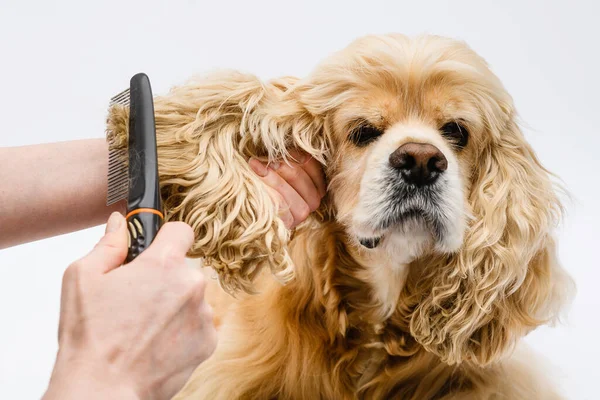 Groomer Combing Ears American Cocker Spaniel White Background Close Female — Stock Photo, Image
