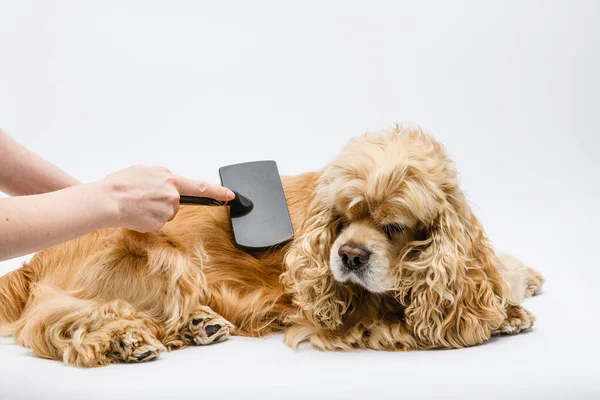 美容师在白种人的背景前训练了一个撒谎的美国科克猎犬 雌性手梳理狗的背 — 图库照片