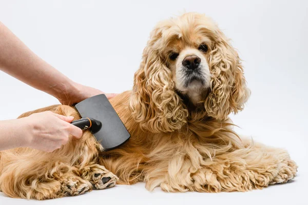 美容师在白种人的背景前训练了一个撒谎的美国科克猎犬 雌性手梳理狗的背 — 图库照片