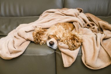 Amerikalı bir Cocker Spaniel battaniyeyle kaplı bir kanepede yatıyor. Amerikalı bir Cocker Spaniel battaniyeyle kaplı bir kanepede yatıyor. Köpek battaniyeye sarılmış..