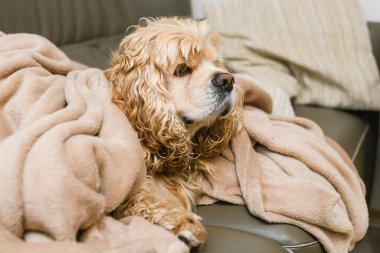 Amerikalı bir Cocker Spaniel battaniyeyle kaplı bir kanepede yatıyor. Amerikalı bir Cocker Spaniel battaniyeyle kaplı bir kanepede yatıyor. Köpek battaniyeye sarılmış..