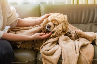Kadın, kanepede yatan Amerikalı bir Cocker Spaniel 'i elle okşadı. Pencereden gelen ışık.