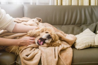 Amerikan Cocker Spaniel kanepede uzanıyor. Dişi el köpeği okşar..