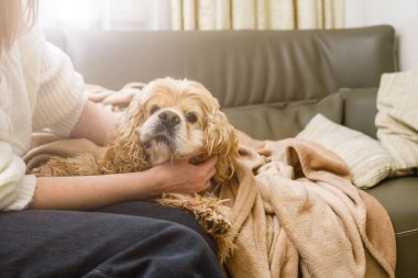 Kadın, kanepede yatan Amerikalı bir Cocker Spaniel 'i elle okşadı. Pencereden gelen ışık.