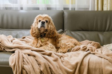 Amerikan Cocker Spaniel bej bir ekoseyle kanepede yatıyor. Pencereden gelen ışık.