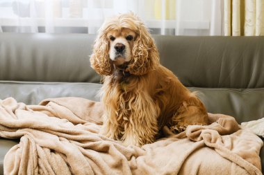 Amerikan Cocker Spaniel bej bir ekoseyle kanepede oturuyor. Pencereden gelen ışık.