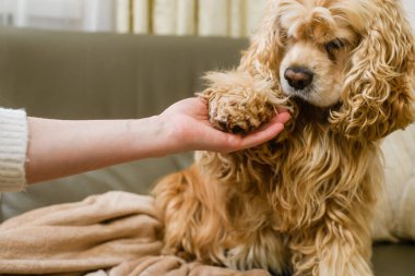 Kadın eli, Amerikan Cocker Spaniel 'inin pençesini tutuyor. Yakın plan..
