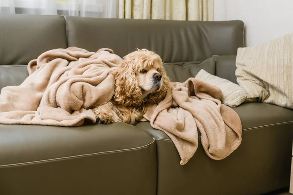 An American Cocker Spaniel is lying on a couch covered with a blanket. An American Cocker Spaniel is lying on a couch covered with a blanket. Dog covered in a blanket.
